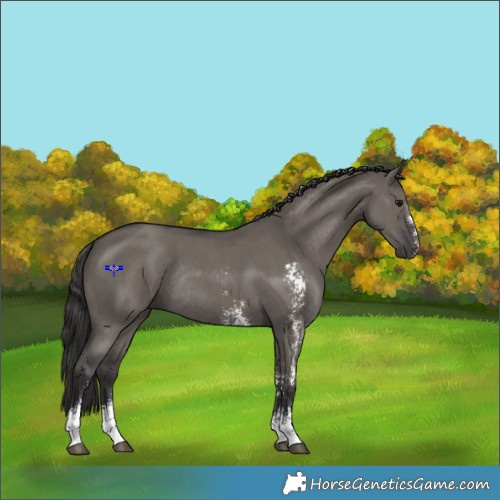 Horse Color:Smoky Grullo Sabino Rabicano 