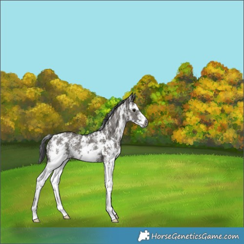Horse Color:Gray Smoky Grullo Sabino Rabicano 