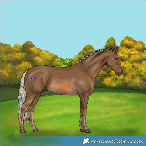 Horse Color:Chocolate Palomino 