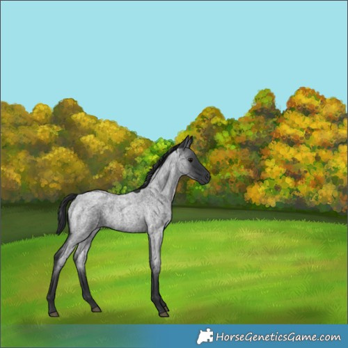 Horse Color:Blue Roan  and Blue Roan 