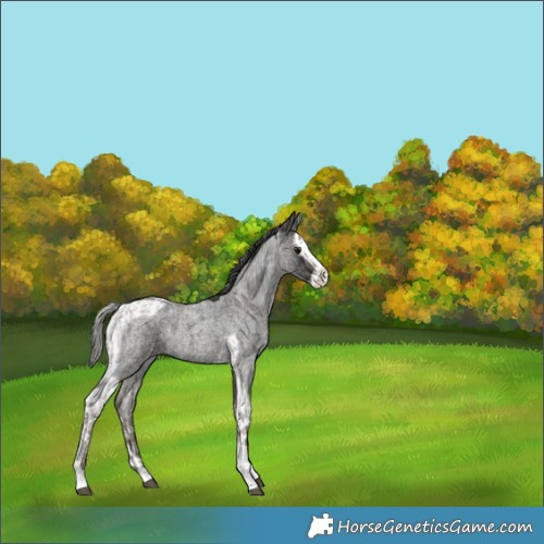 Horse Color:Silver Blue Roan Splash Tobiano  and Blue Roan Splash Tobiano 