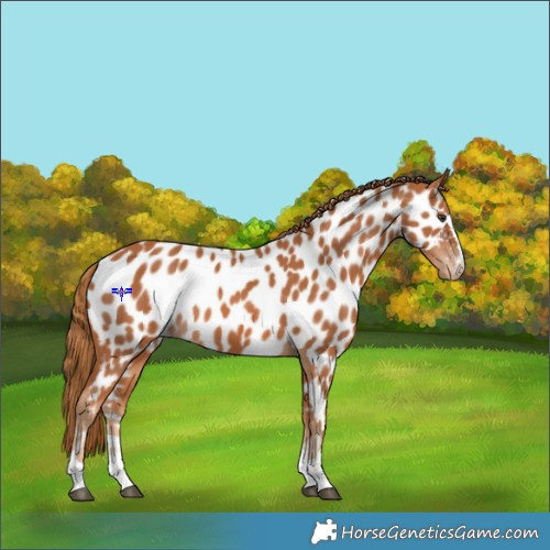 Horse Color:Chestnut Appaloosa 