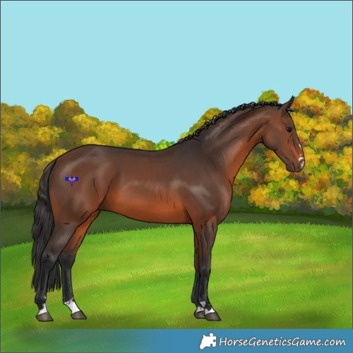 Horse Color:Brown 