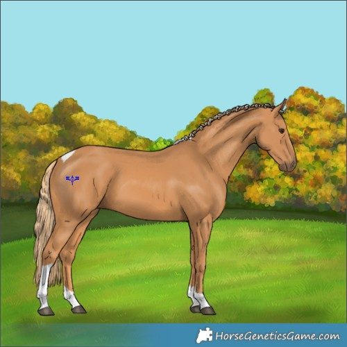 Horse Color:Chestnut Tobiano 