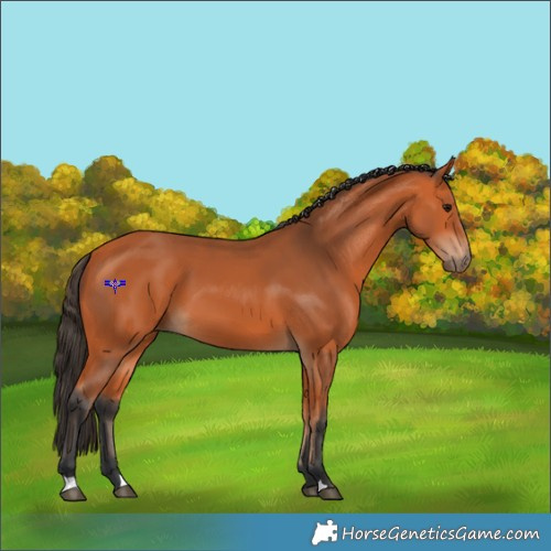 Horse Color:Bay 