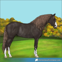 Horse Color:Liver Chestnut Rabicano 
