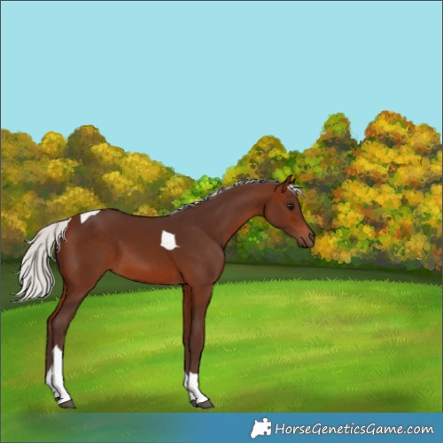 Horse Color:Silver Bay Tobiano