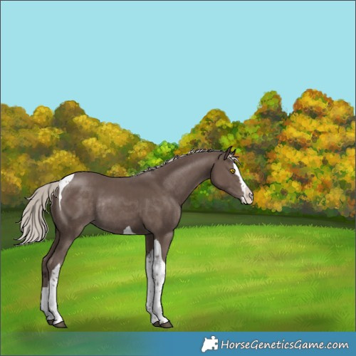 Horse Color:Silver Black Splash Tobiano Rabicano 