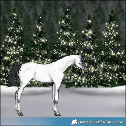 Horse Color:Black Appaloosa  and Black Appaloosa 