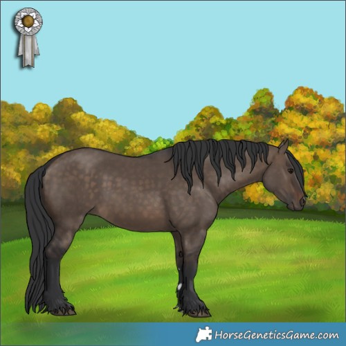 Horse Color:Brown Dun 