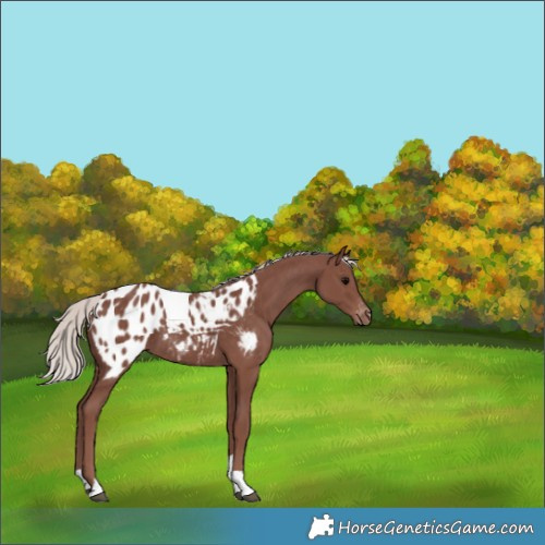 Horse Color:Chocolate Silver Black Tobiano Appaloosa