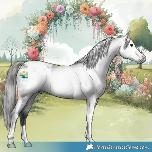 Horse Color:Gray Black Tobiano Appaloosa 