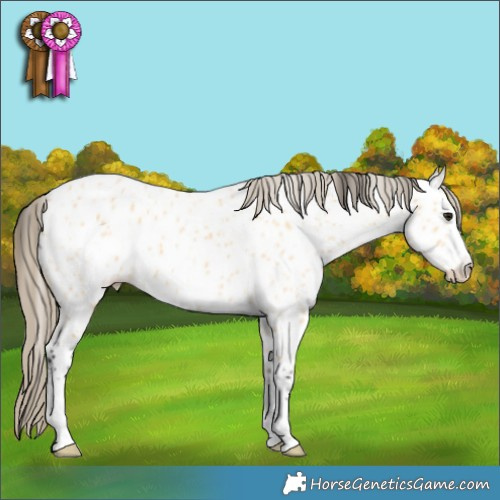 Horse Color:Buckskin Appaloosa 