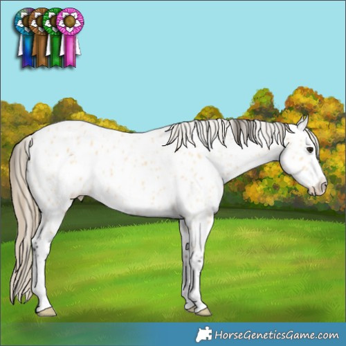 Horse Color:Buckskin Appaloosa 