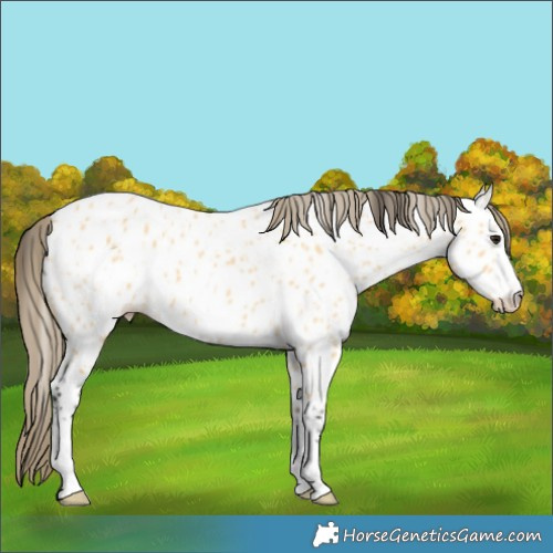 Horse Color:Buckskin Appaloosa 