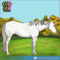 Horse Color:Buckskin Appaloosa 