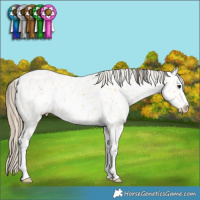 Horse Color:Buckskin Near Leopard 
