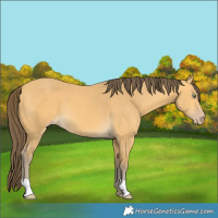 Horse Color:Amber Cream Champagne 