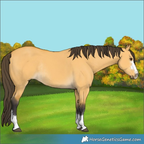 Horse Color:Buckskin Dun Rabicano 