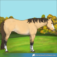 Horse Color:Buckskin Dun Rabicano 
