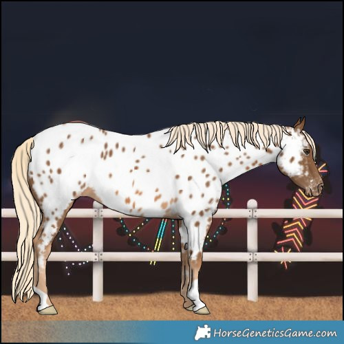Horse Color:Chocolate Palomino Near Leopard 