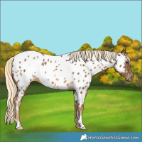 Horse Color:Chocolate Palomino Near Leopard 