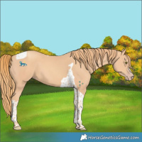 Horse Color:Gold Champagne Tobiano 