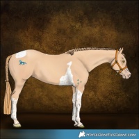 Horse Color:Gold Champagne Tobiano 