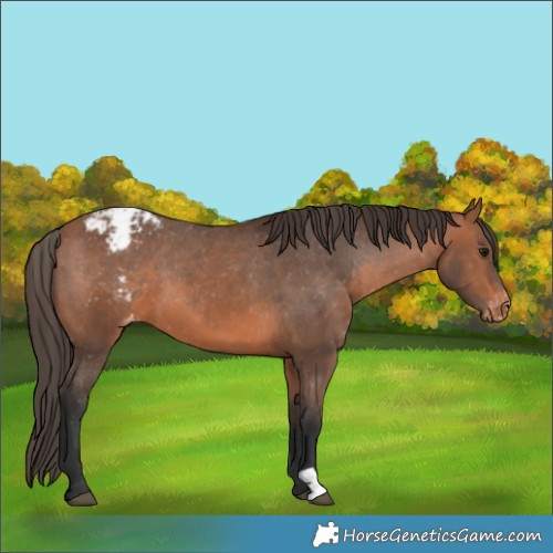 Horse Color:Bay Appaloosa 