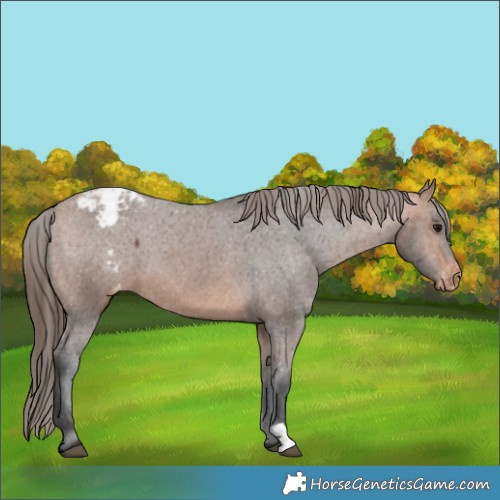 Horse Color:Bay Appaloosa 