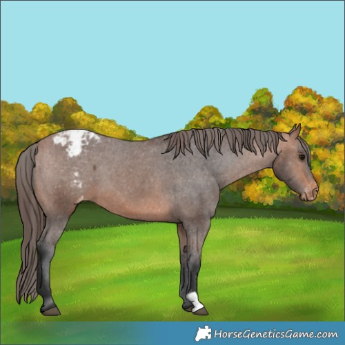 Horse Color:Bay Appaloosa 