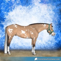 Horse Color:White Spotted Bay Dun Splash 
