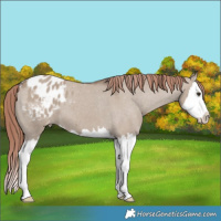 Horse Color:Liver Red Dun Splash Appaloosa 
