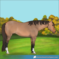 Horse Color:Bay Dun 