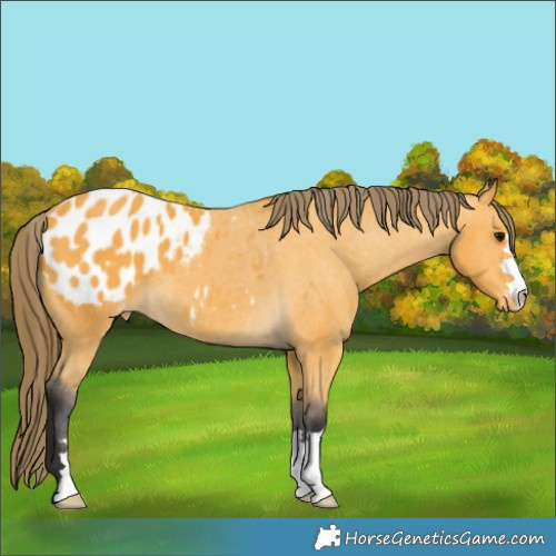 Horse Color:Buckskin Blanket 