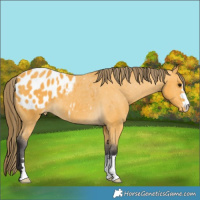 Horse Color:Buckskin Blanket 
