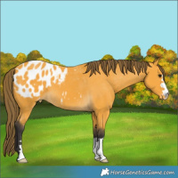 Horse Color:Buckskin Appaloosa 