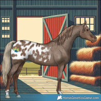 Horse Color:Liver Red Dun Appaloosa Brindle 