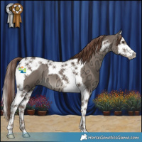 Horse Color:Liver Red Dun Ice Splash Tobiano 