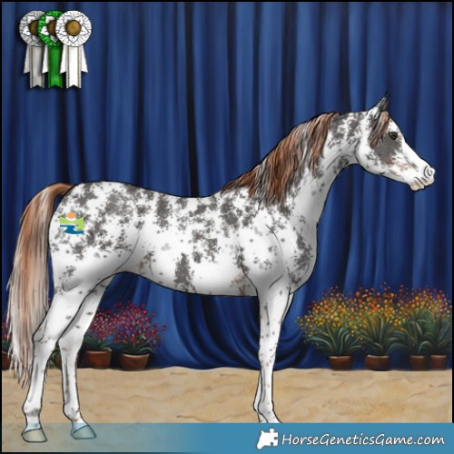 Horse Color:Liver Chestnut Sabino 