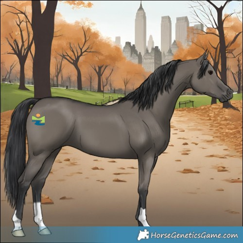 Horse Color:Grullo 