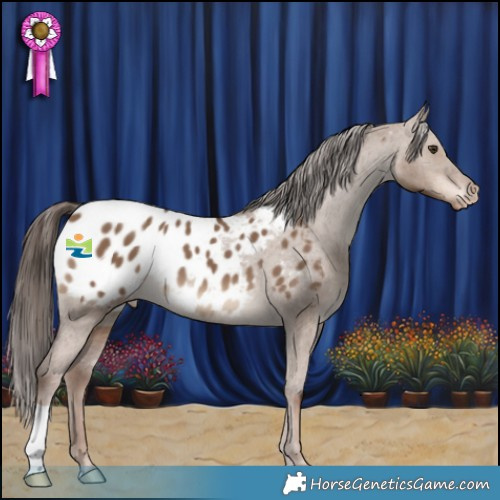 Horse Color:Liver Red Dun Appaloosa 