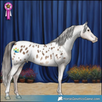 Horse Color:Liver Red Dun Appaloosa 