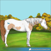 Horse Color:Red Dun Splash Tobiano 