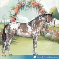 Horse Color:White Spotted Brown Sabino Appaloosa 