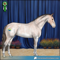 Horse Color:Bay Roan Sabino Appaloosa 