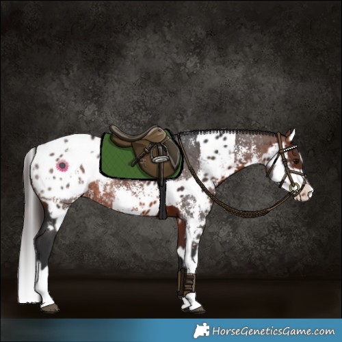 Horse Color:Bay Sabino Splash Near Leopard and Bay Sabino Splash Blanket