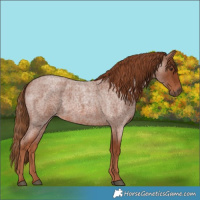 Horse Color:Red Roan