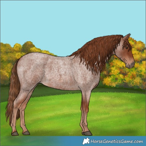 Horse Color:Red Roan 