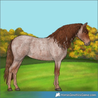 Horse Color:Red Roan